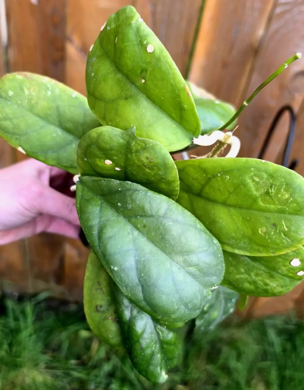 Hoya Viola thumbnail