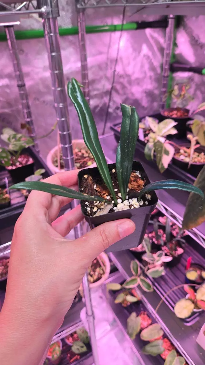 Fern sp. 3in Blue Oil thumbnail