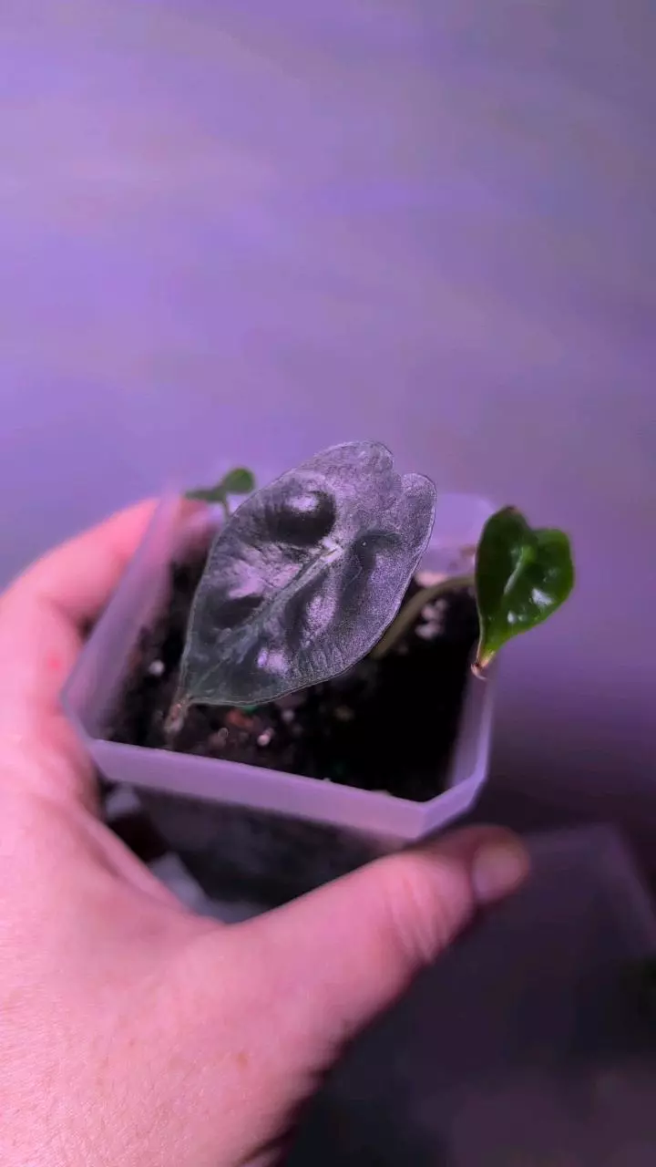 Alocasia Venom thumbnail
