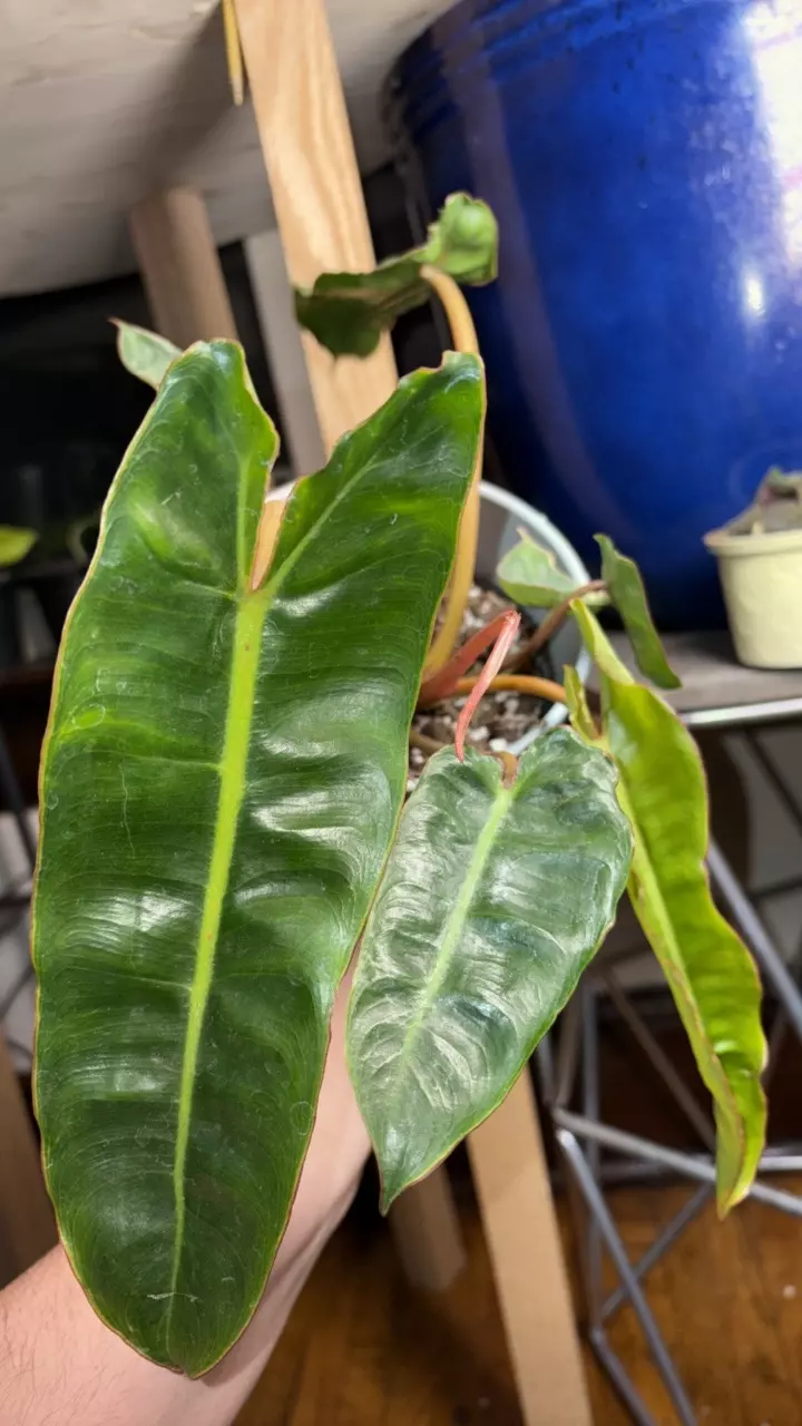 Billetiae philodendron thumbnail