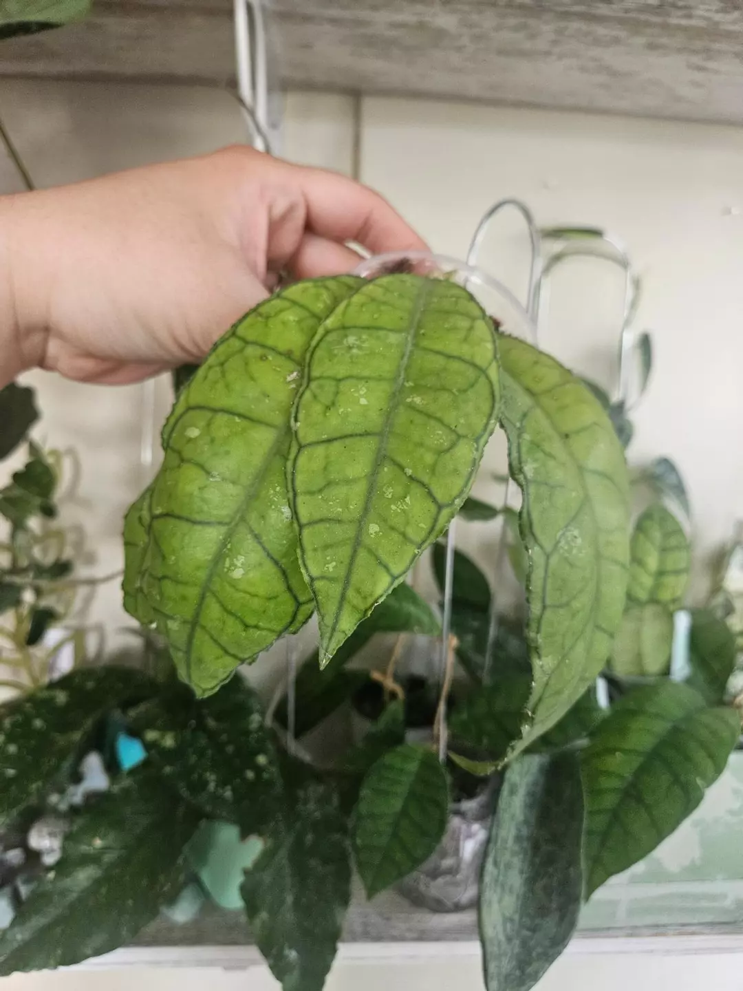 Hoya Nong Nooch #1 thumbnail