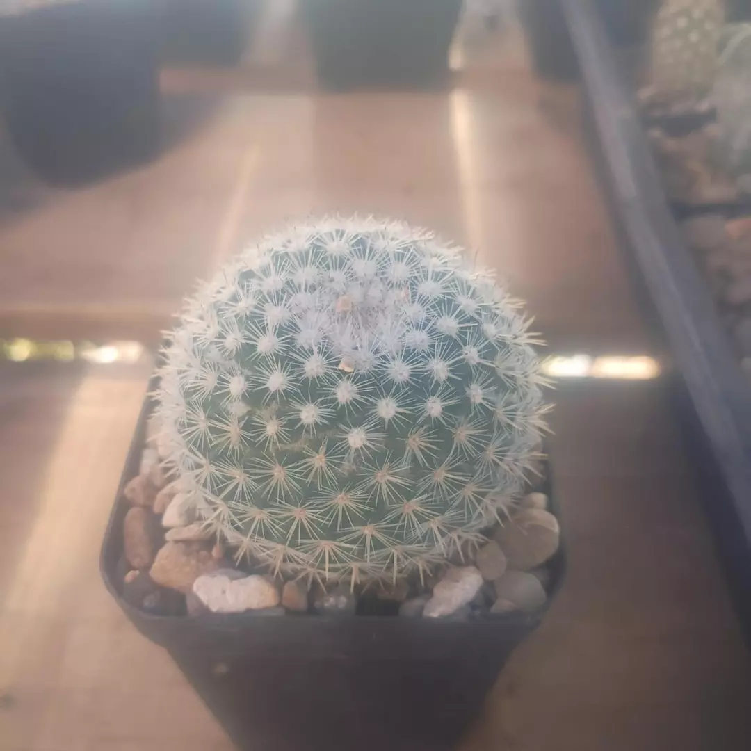 Mammillaria Geminispina thumbnail