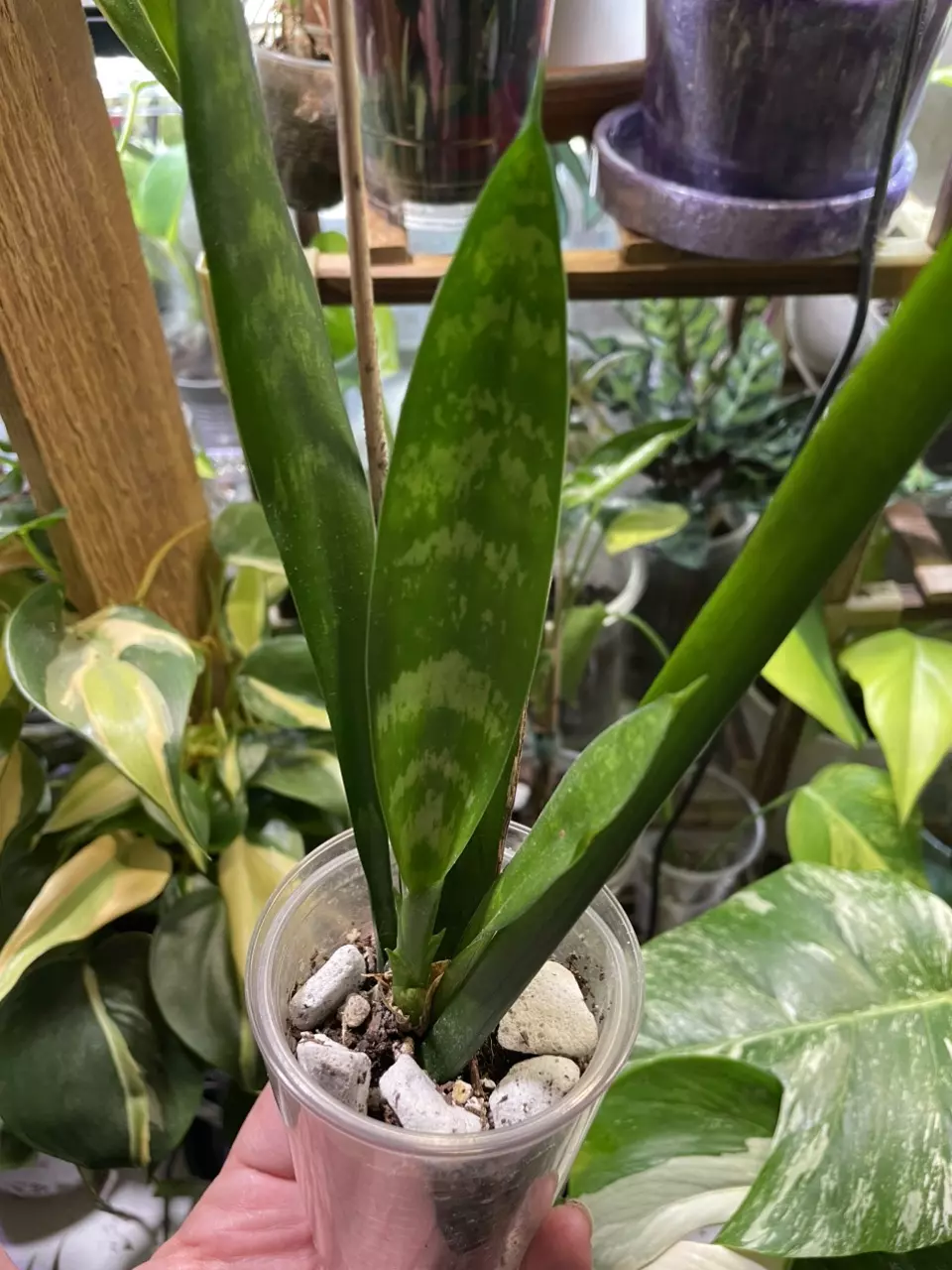 ADD ON only plz ~ Snake Plant thumbnail
