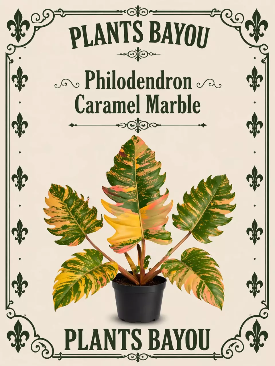 Philodendron Caramel Marble TC thumbnail