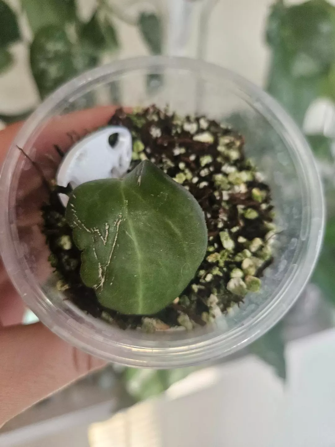 Hoya Aramelon UPT ugly duckling discount thumbnail