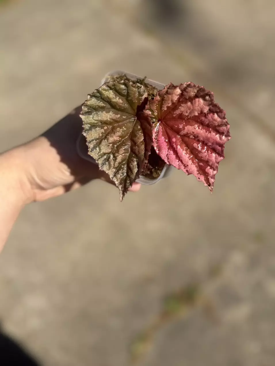 Begonia Snowberry thumbnail
