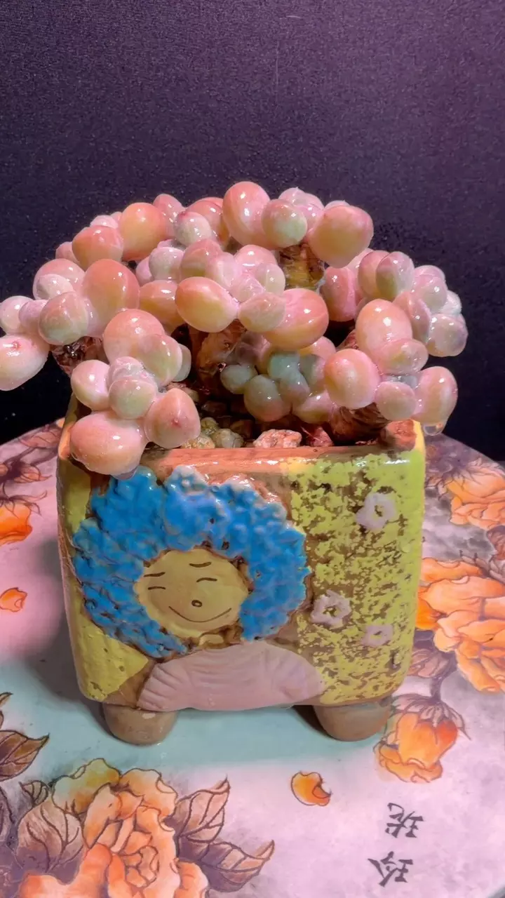 Taro Succulent thumbnail