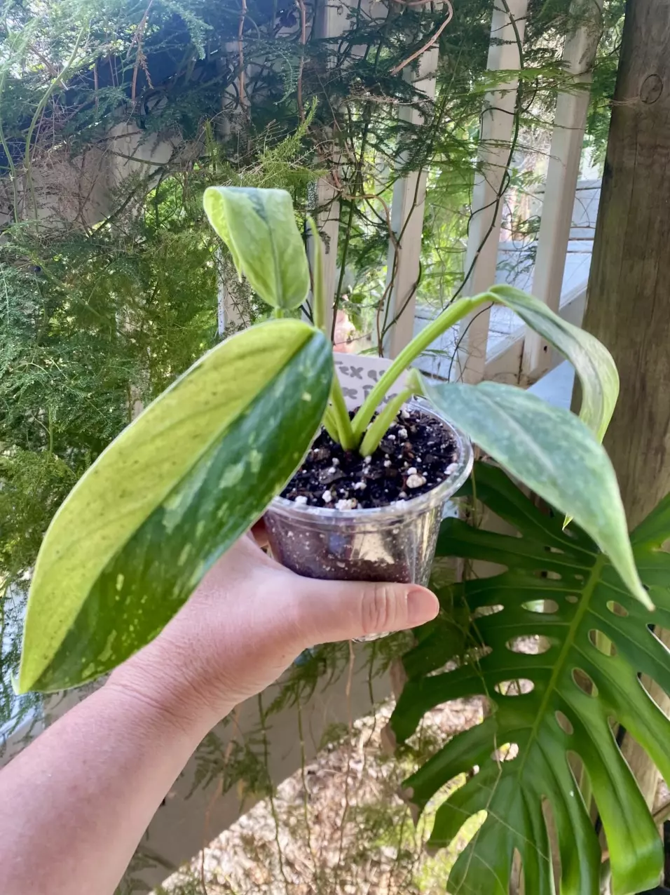 Texas Jose Bueno Philodendron thumbnail