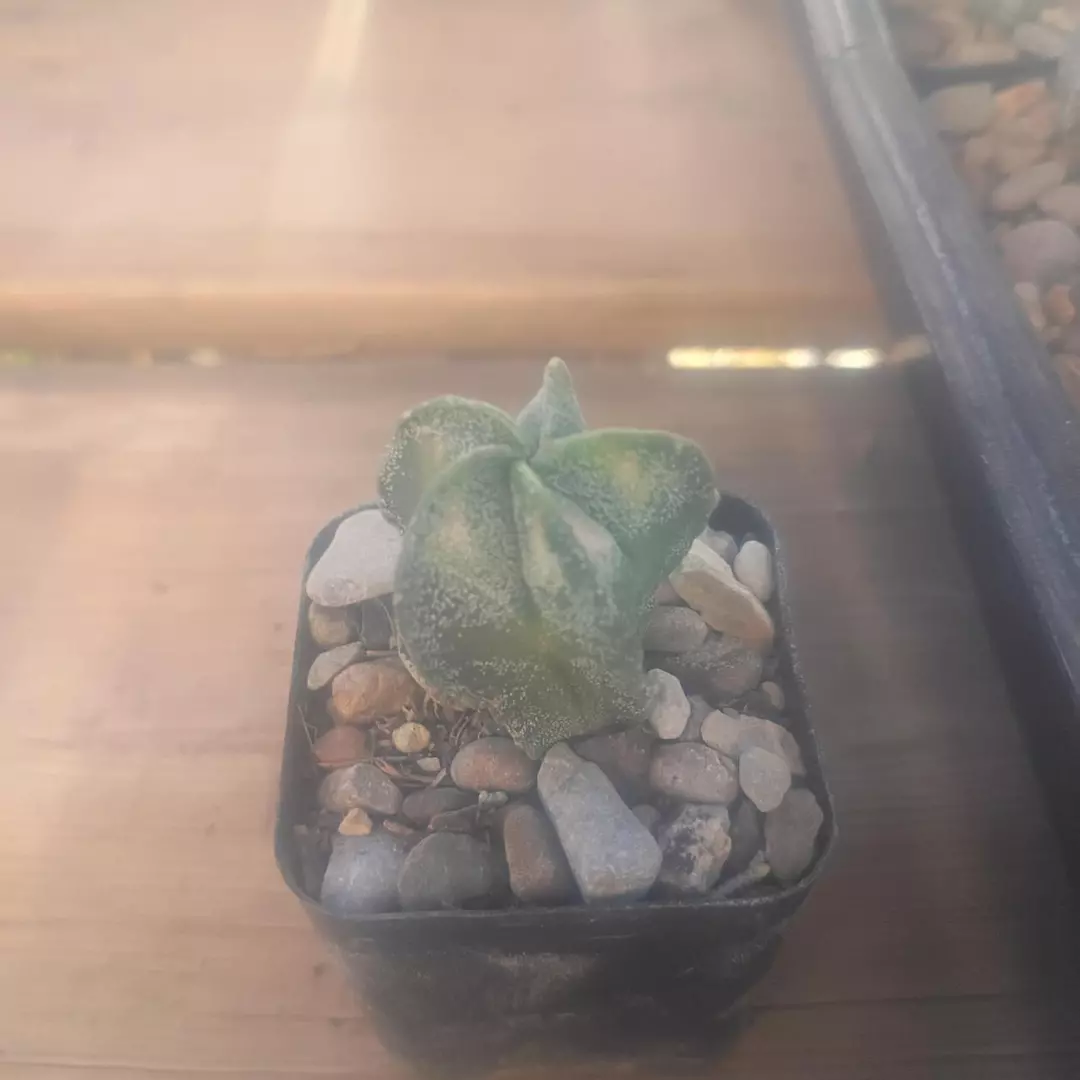 Astrophytum Myriostigma 'Variegated' cactus seedling thumbnail