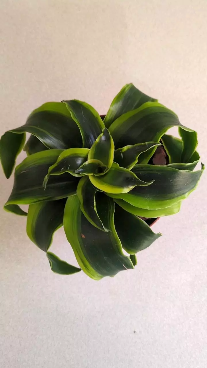 Dracaena Twister 4" Corn Plant thumbnail