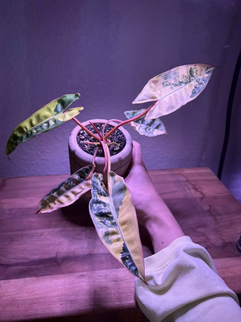 Variegated Billie thumbnail