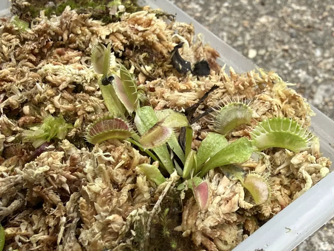 Variegated Venus Fly Trap 🦄 thumbnail