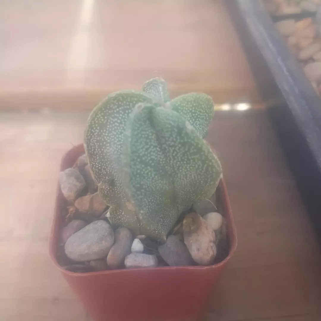 Astrophytum Ornatum x Myriostigma 'variegated' cactus seedling thumbnail
