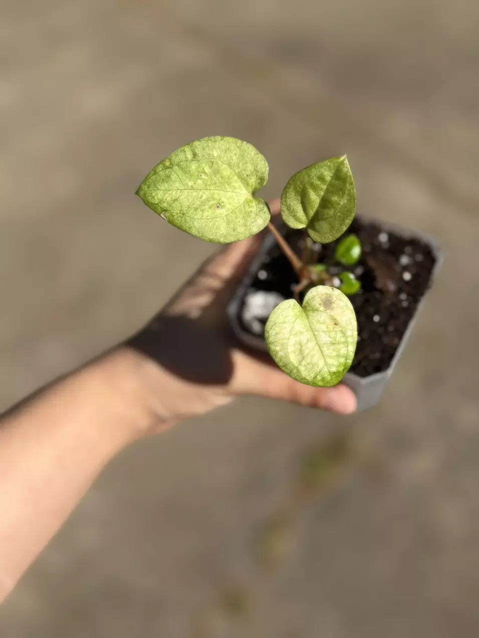 Variegated Anthurium Dark Phoenix thumbnail