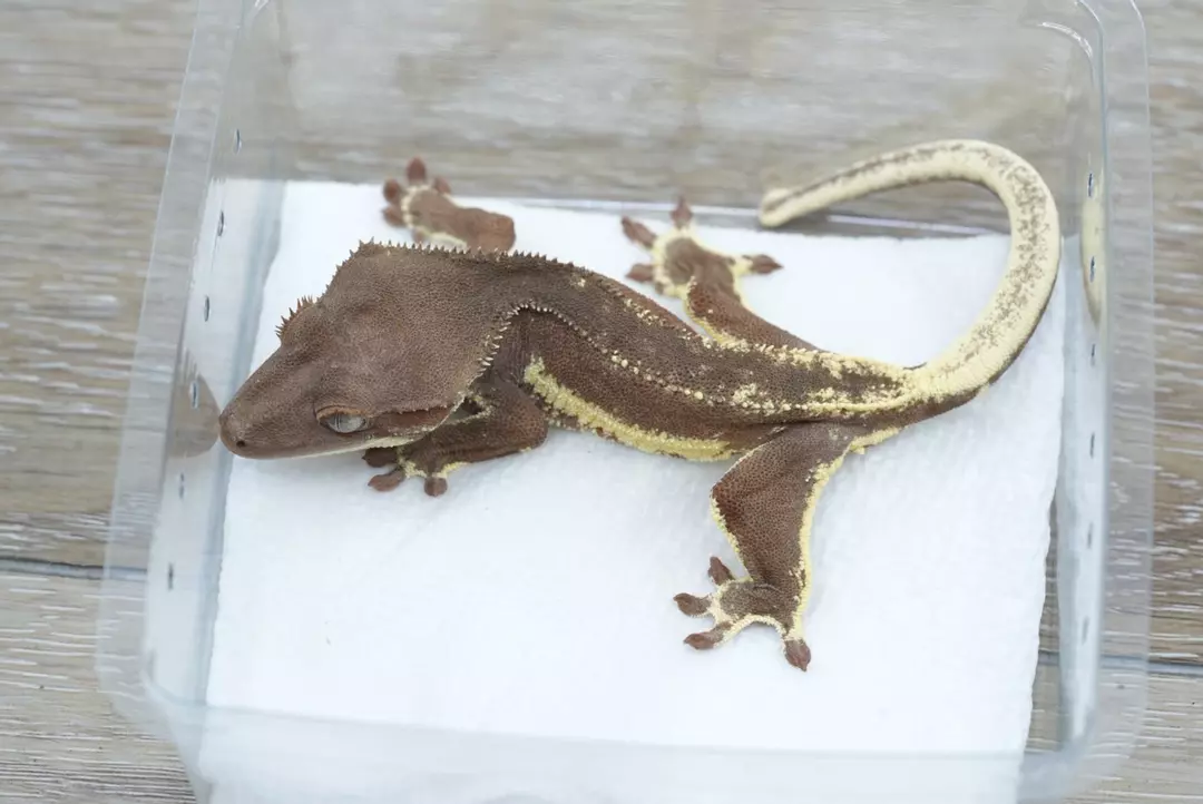 #435 18g male red/dark phantom Frappuccino (tux line) thumbnail