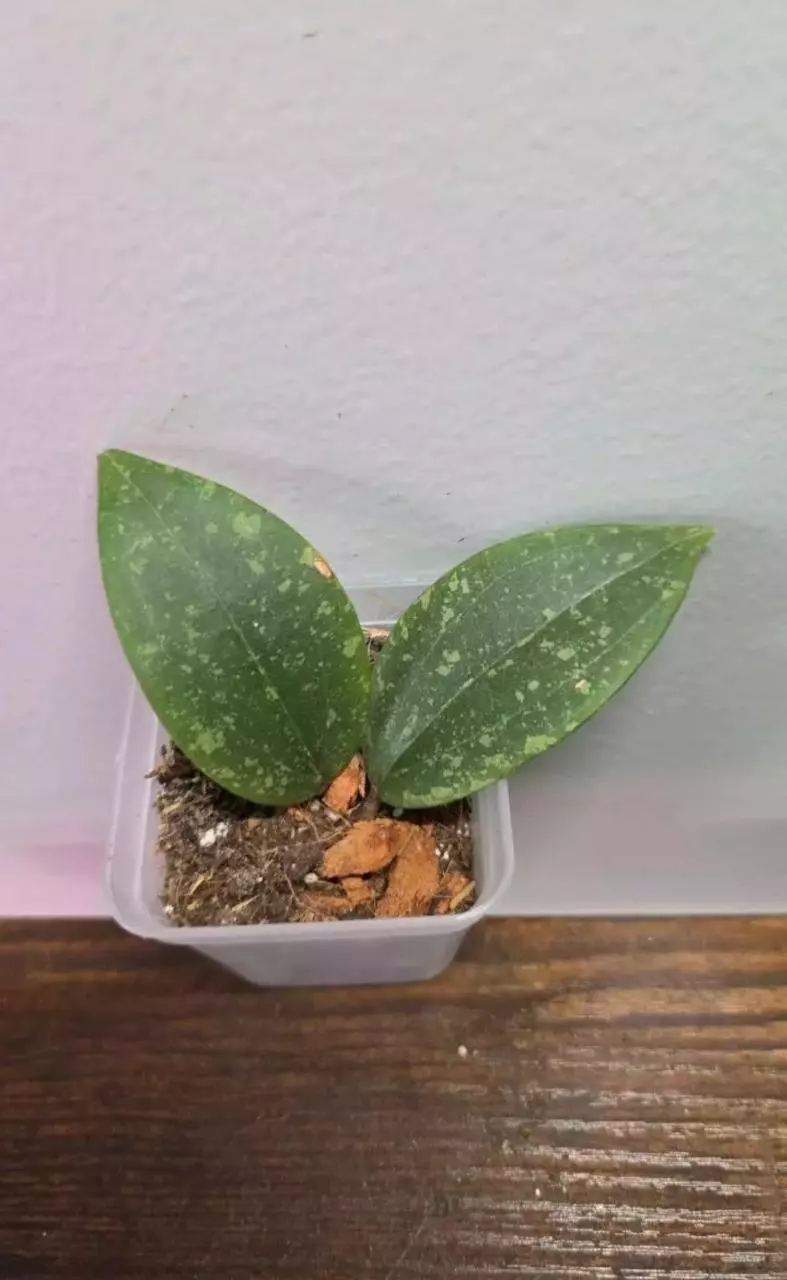 ⚡️Hoya Wibergiae Pink Splash 703 thumbnail