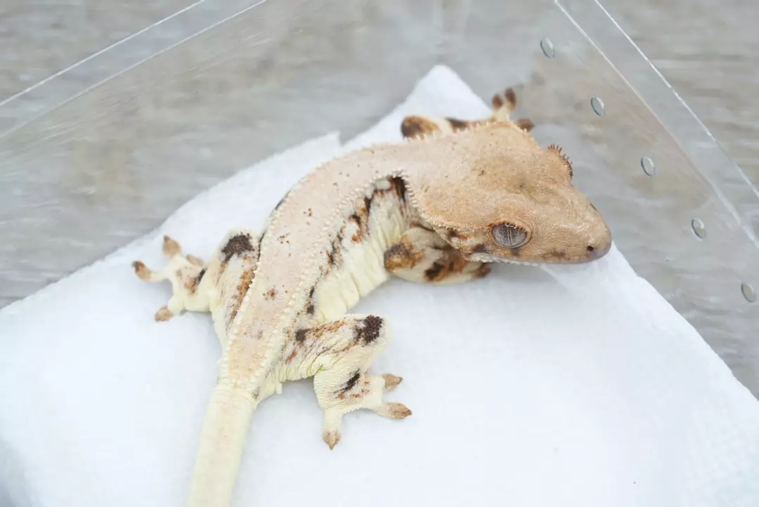 #431 10g male Czech line tangerine lily white thumbnail