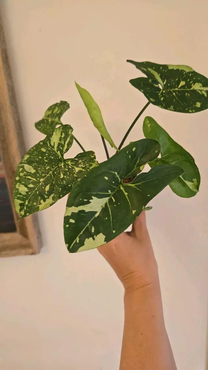 Syngonium sp. 4in Panda Galaxy thumbnail