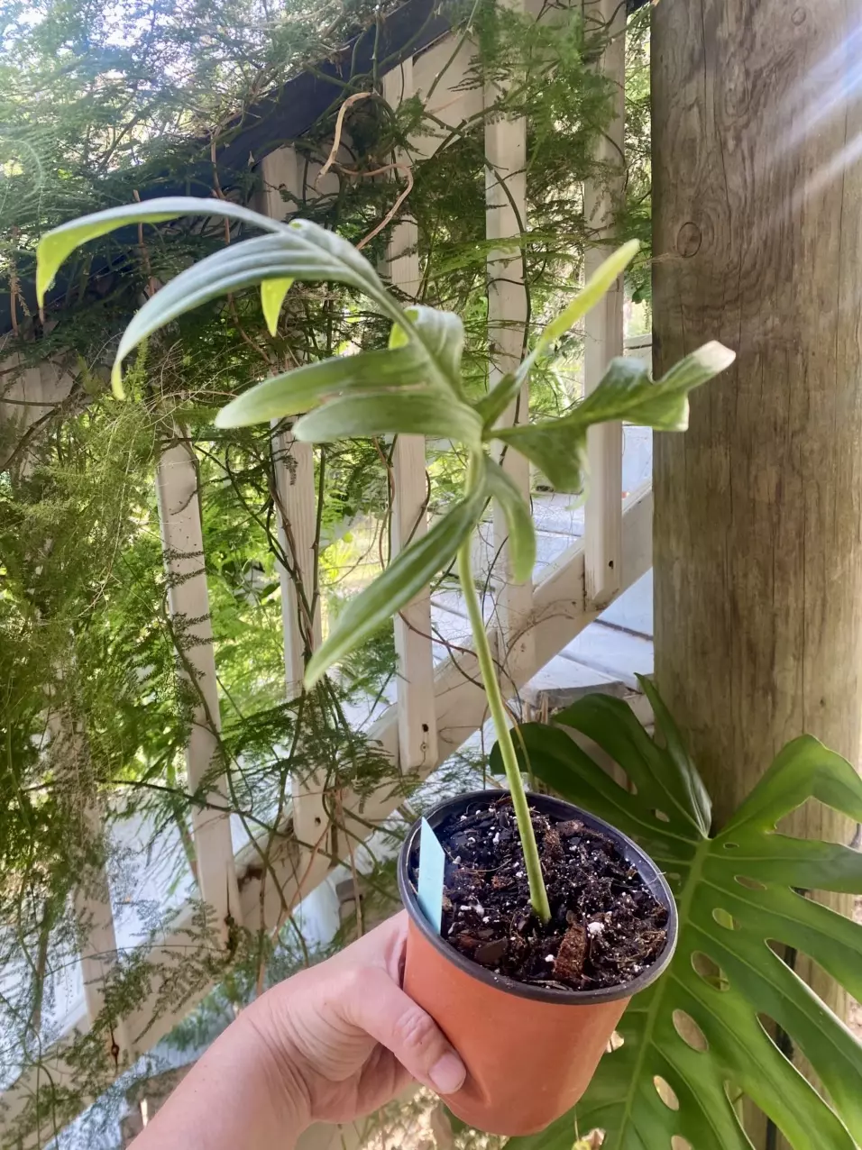 Quercifolium Philodendron thumbnail