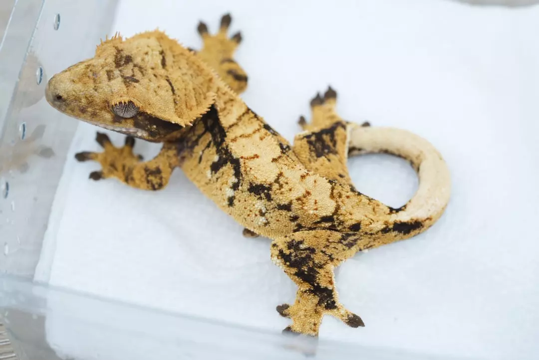 #426 12g male Halloween project animal thumbnail