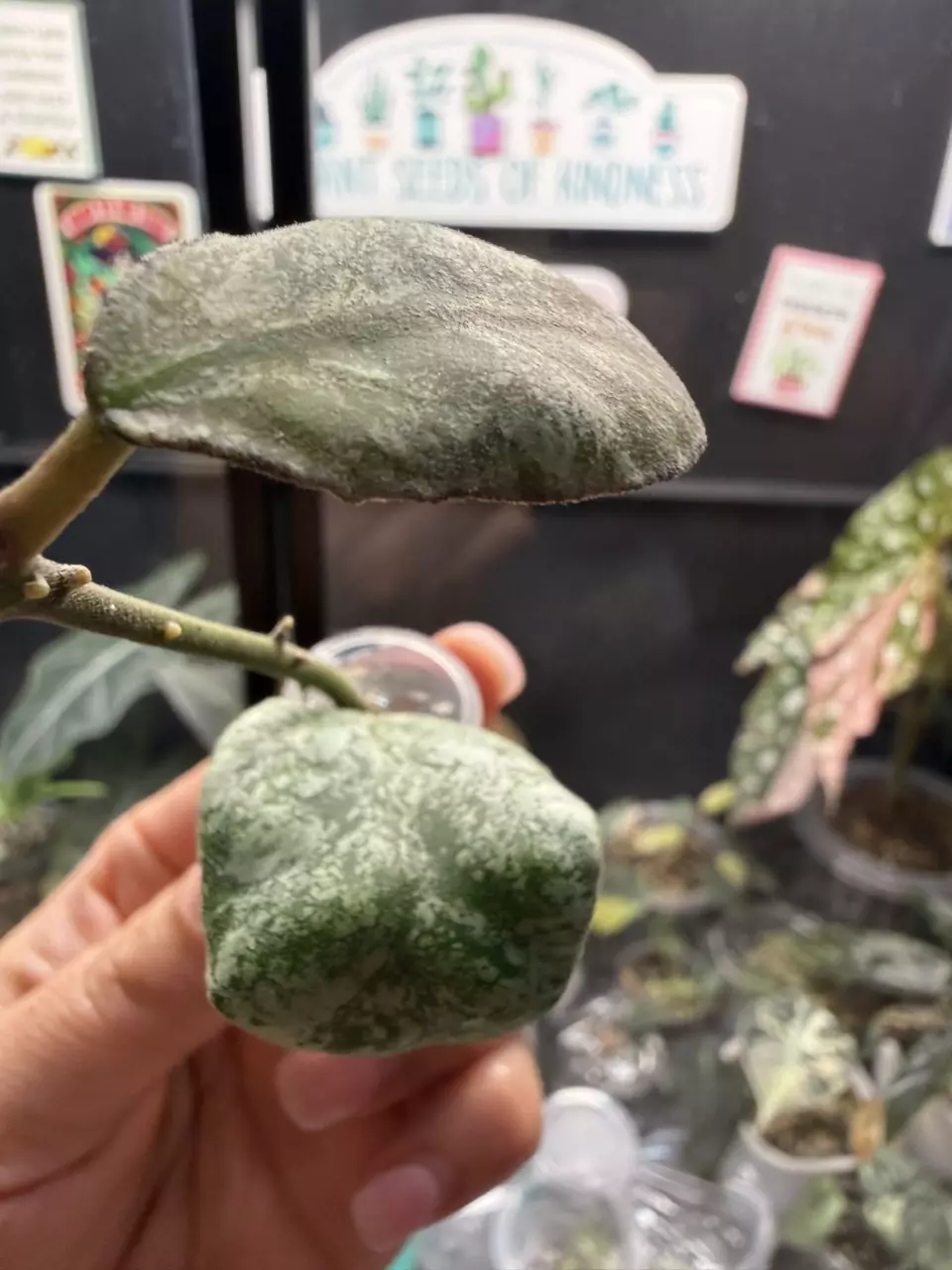Hoya cloudy sky thumbnail