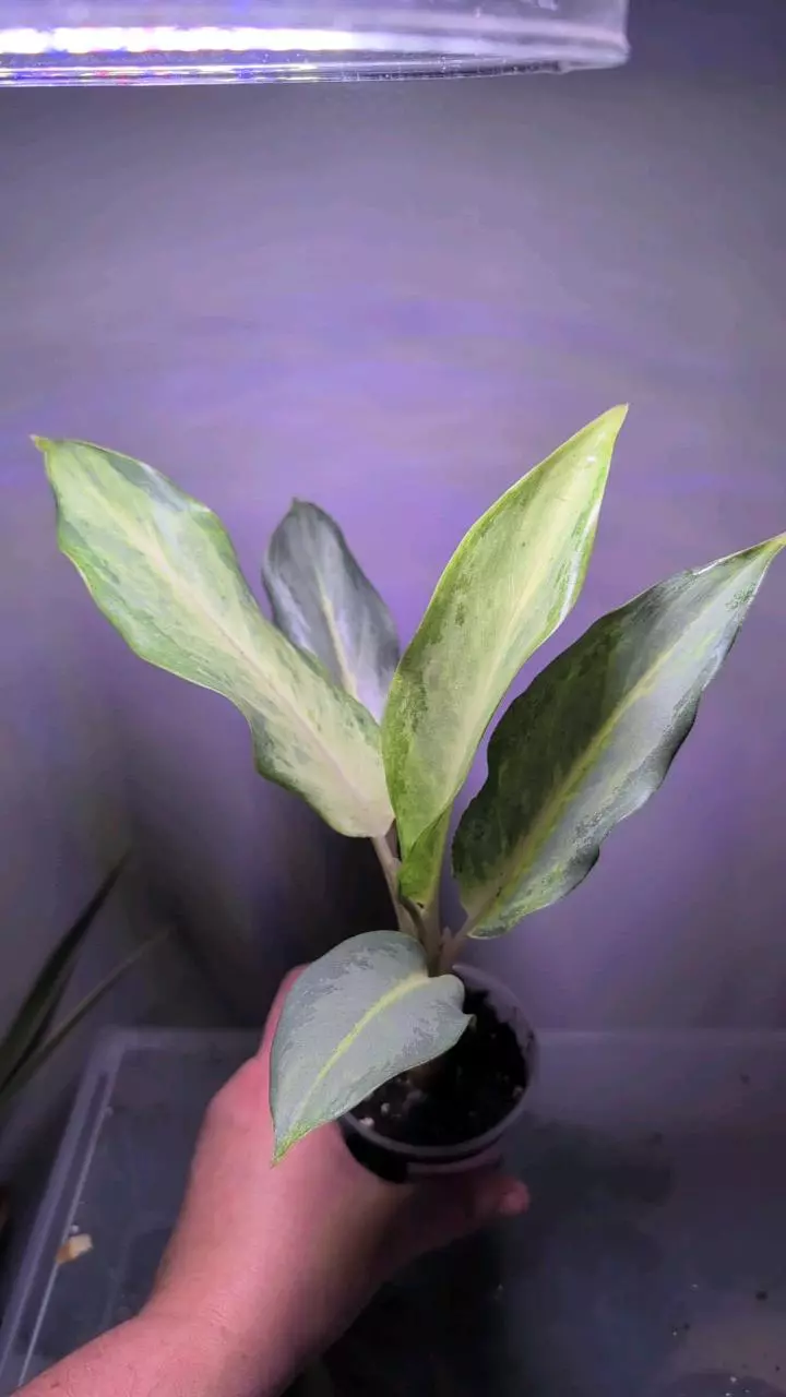 Aglaonema Ghost Frost thumbnail