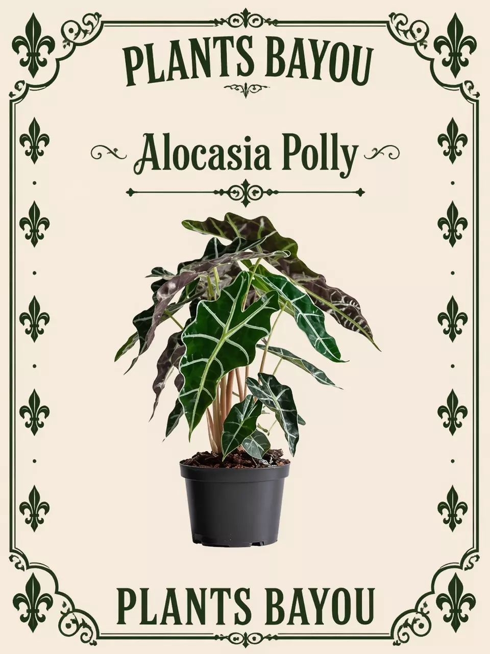 Alocasia Polly TC thumbnail