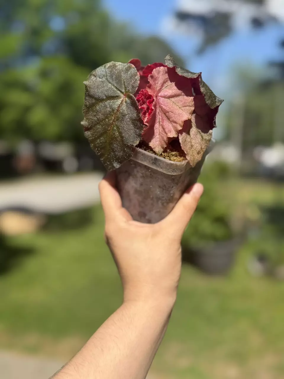 Begonia Midnight Sun “Variegated” thumbnail