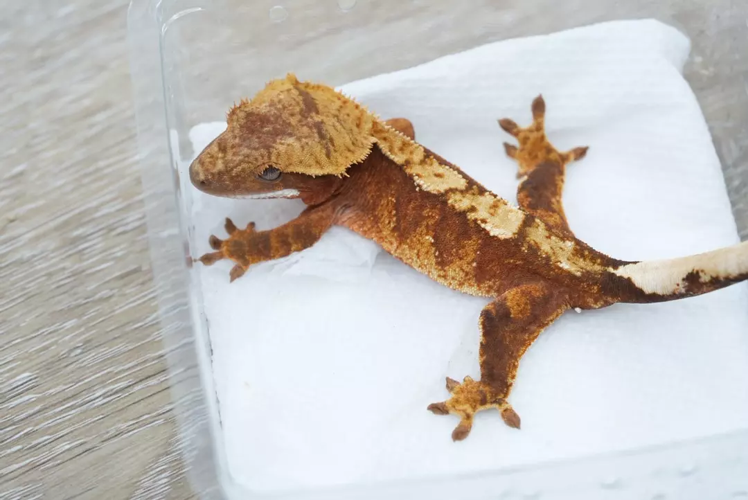 #424 13g male 100% het axanthic thumbnail