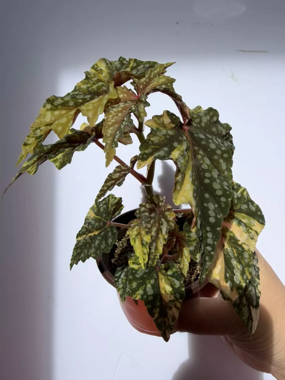 Begonia Izumo No Kiraboshi Variegated thumbnail