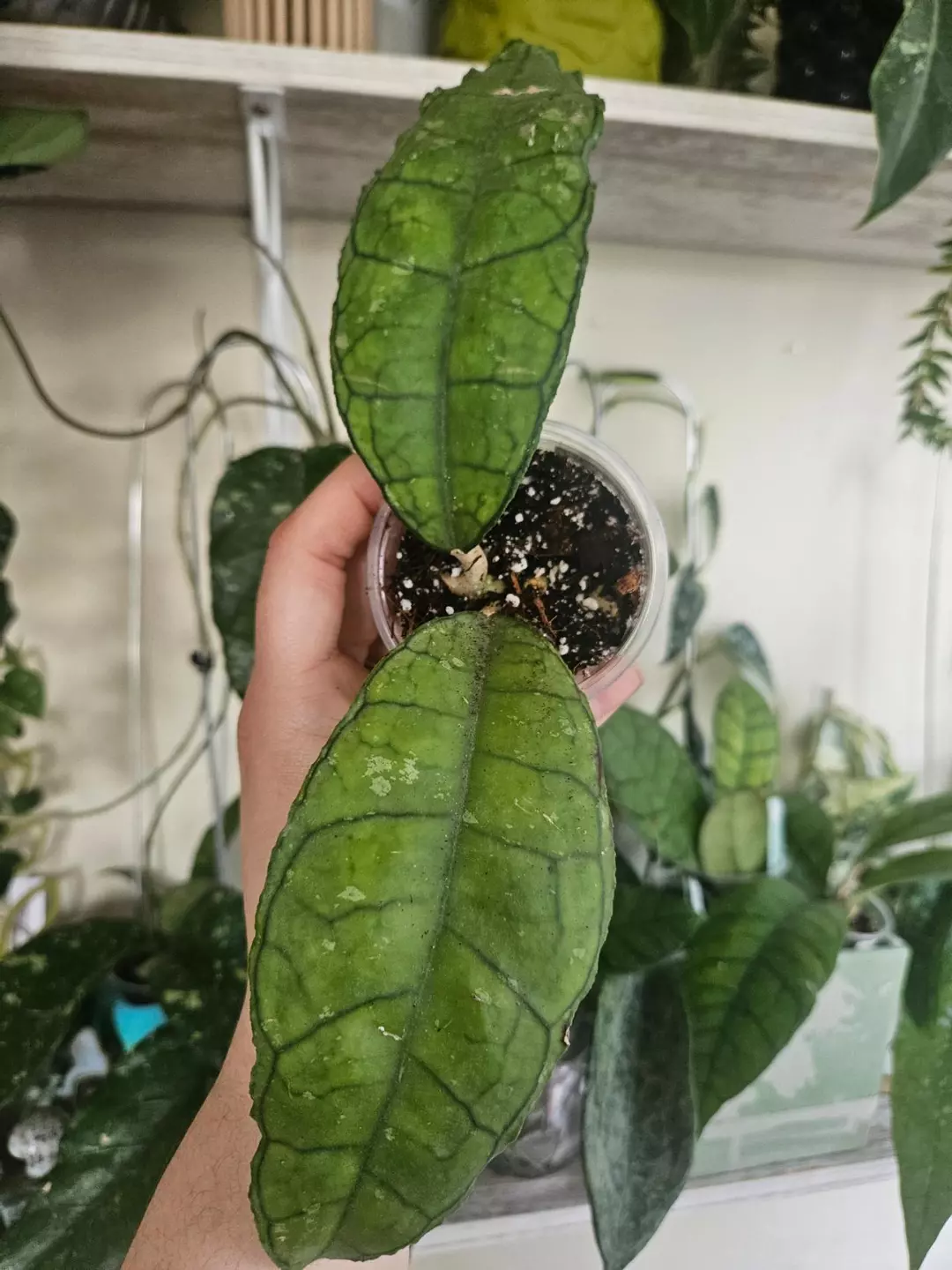 Hoya Nong Nooch #2 thumbnail