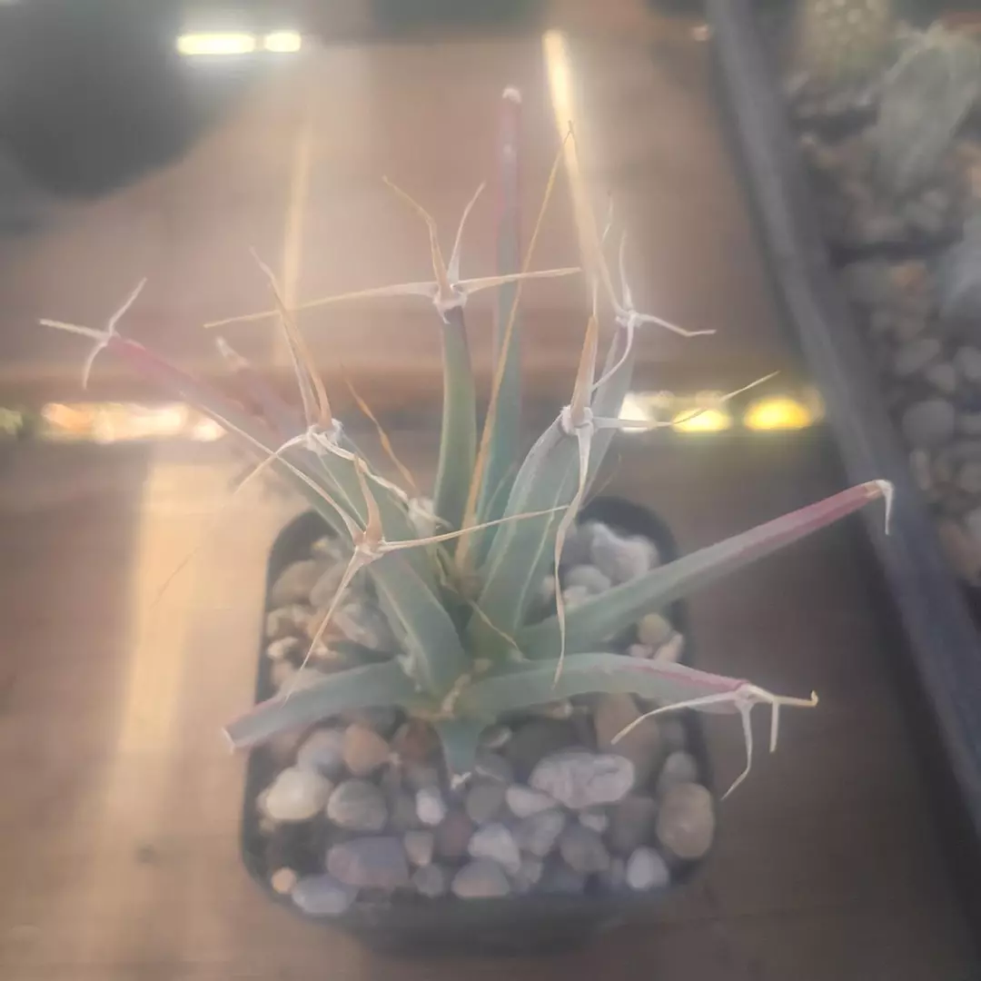 Leutchenbergia principis cactus thumbnail