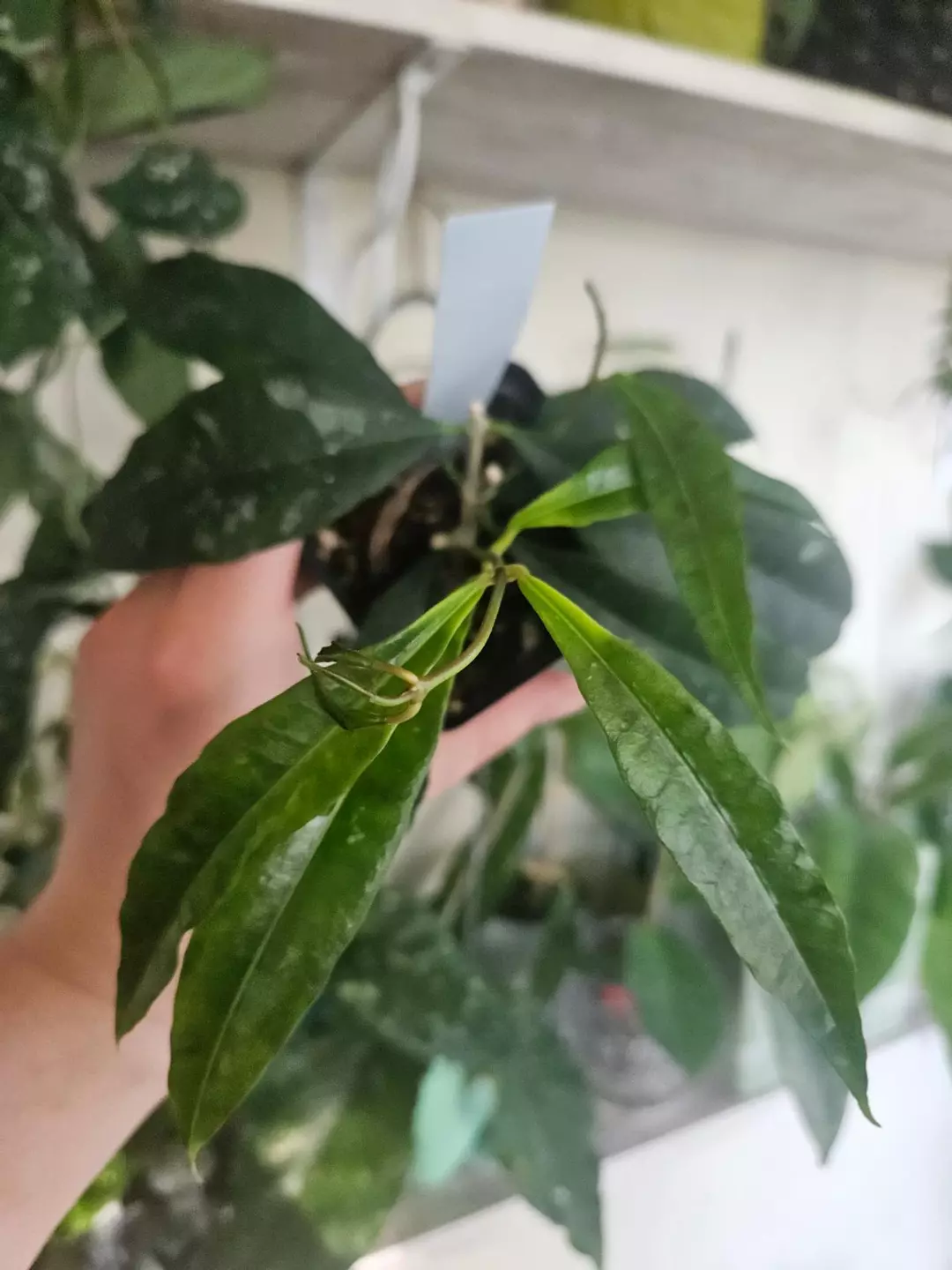 Hoya Wallichi 2 growths thumbnail