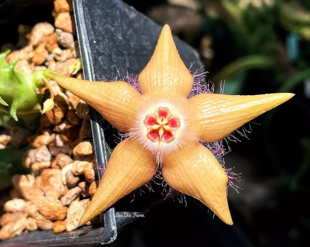 Duvapelia X “Mocca,” Asclepiad hybrid thumbnail