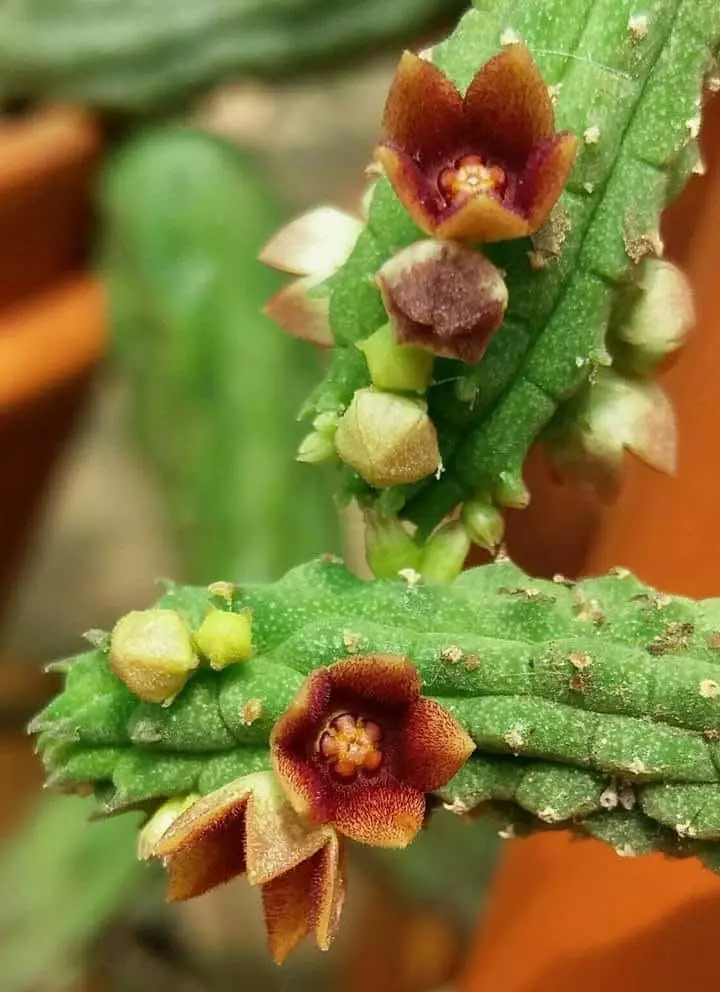 Echidnopsis cereiformis brunnea, Asclepiad thumbnail