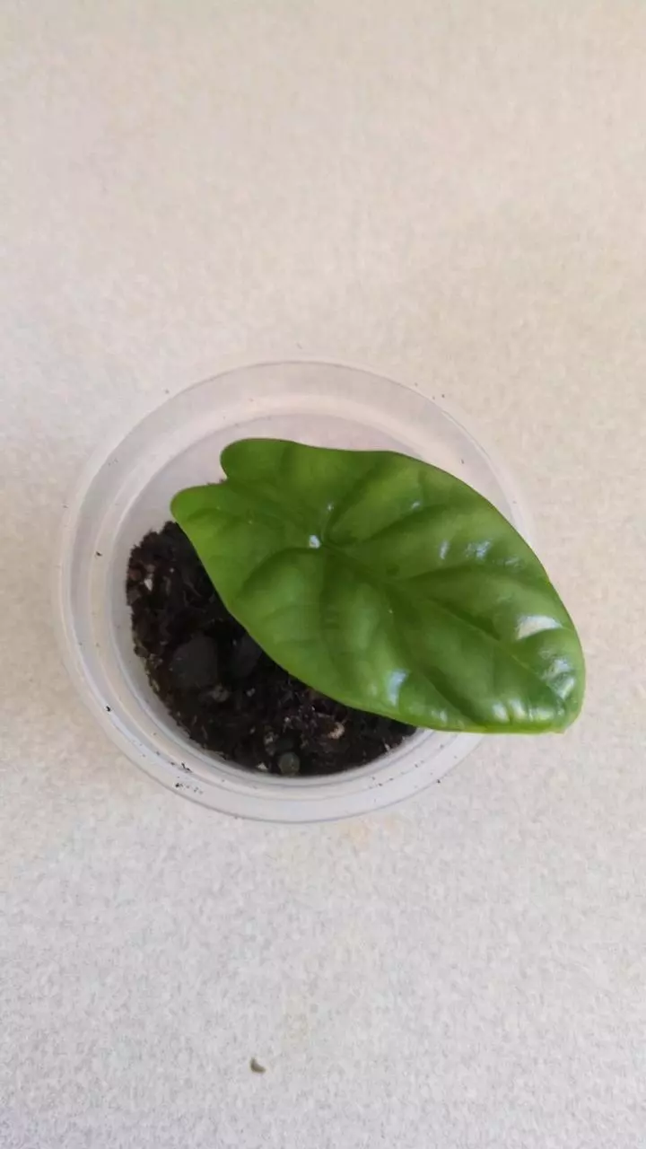 Alocasia Sinuata 3" start thumbnail