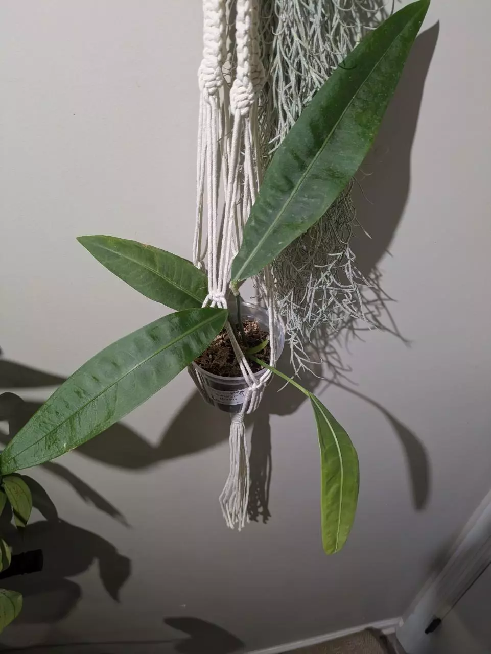 Anthurium Morona Rare 4" thumbnail