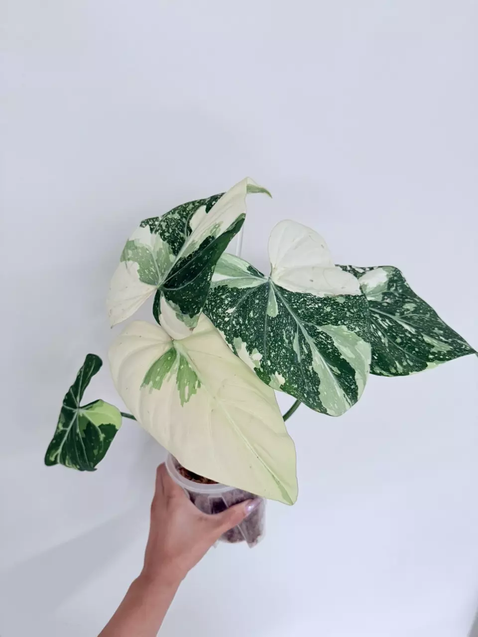 Gloriosum variegated thumbnail