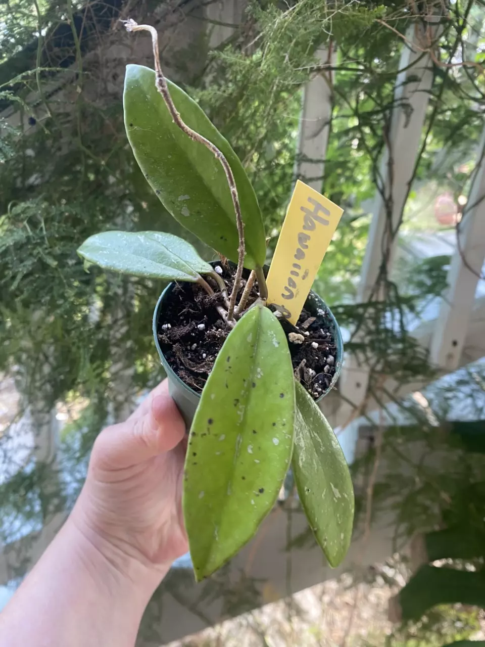 Royal Hawaiian Pubicalyx Purple Hoya thumbnail