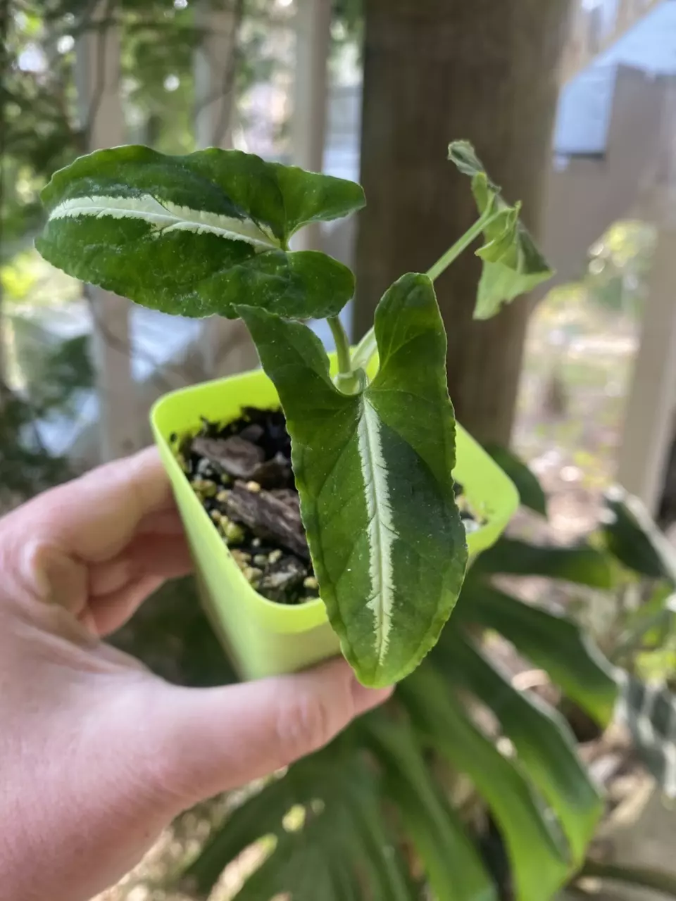 Syngonium Wendlandii thumbnail