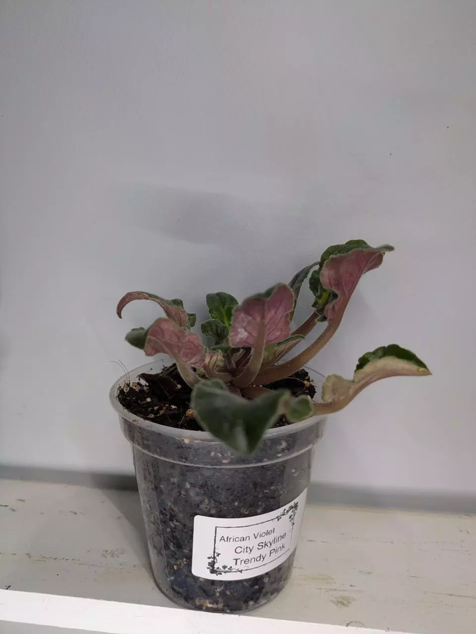 African Violet City Line Trendy Pink 4" thumbnail