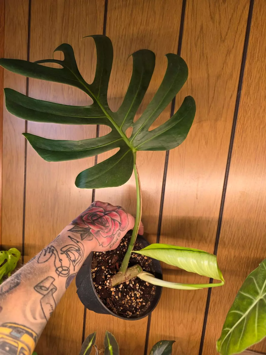 Monstera Sierriana Hawaiian Form thumbnail