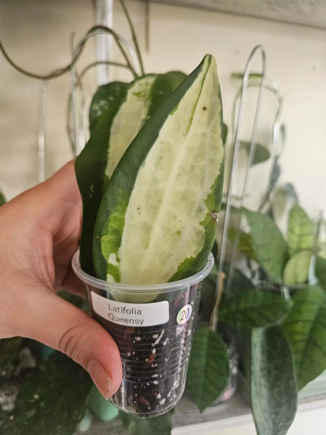 Hoya Latifolia Queensy #20 thumbnail