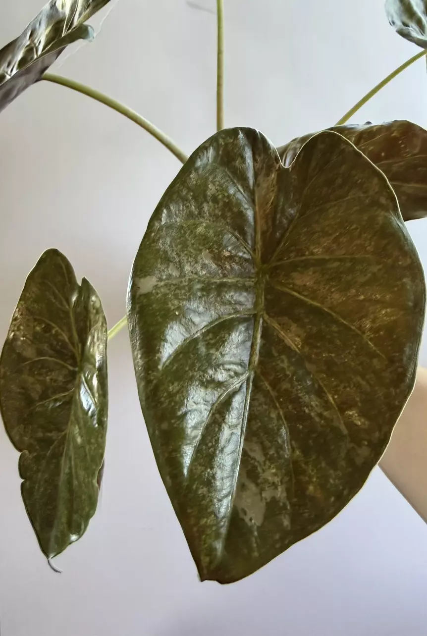 Alocasia Wentii Pink splash thumbnail