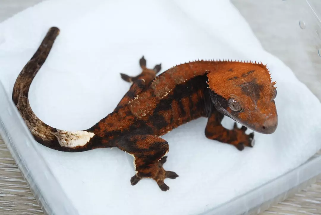 #430 14g npv Halloween cappuccino (tux line) thumbnail