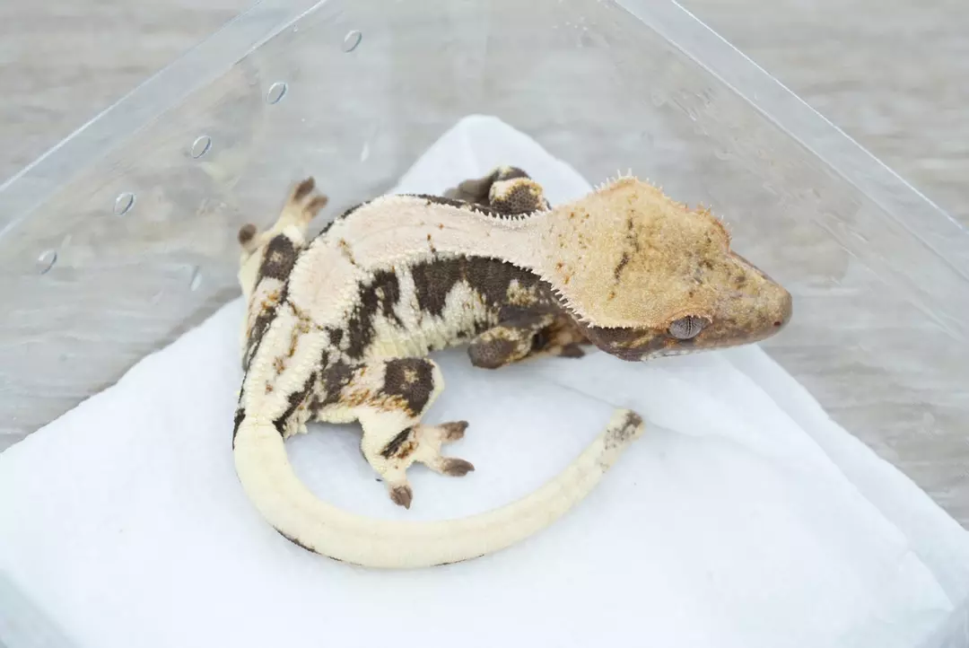 #429 10g male  66% het axanthic lily white thumbnail