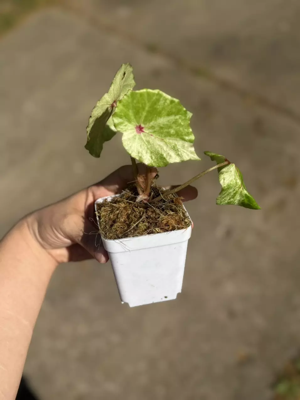 Variegated Rouge Begonia thumbnail