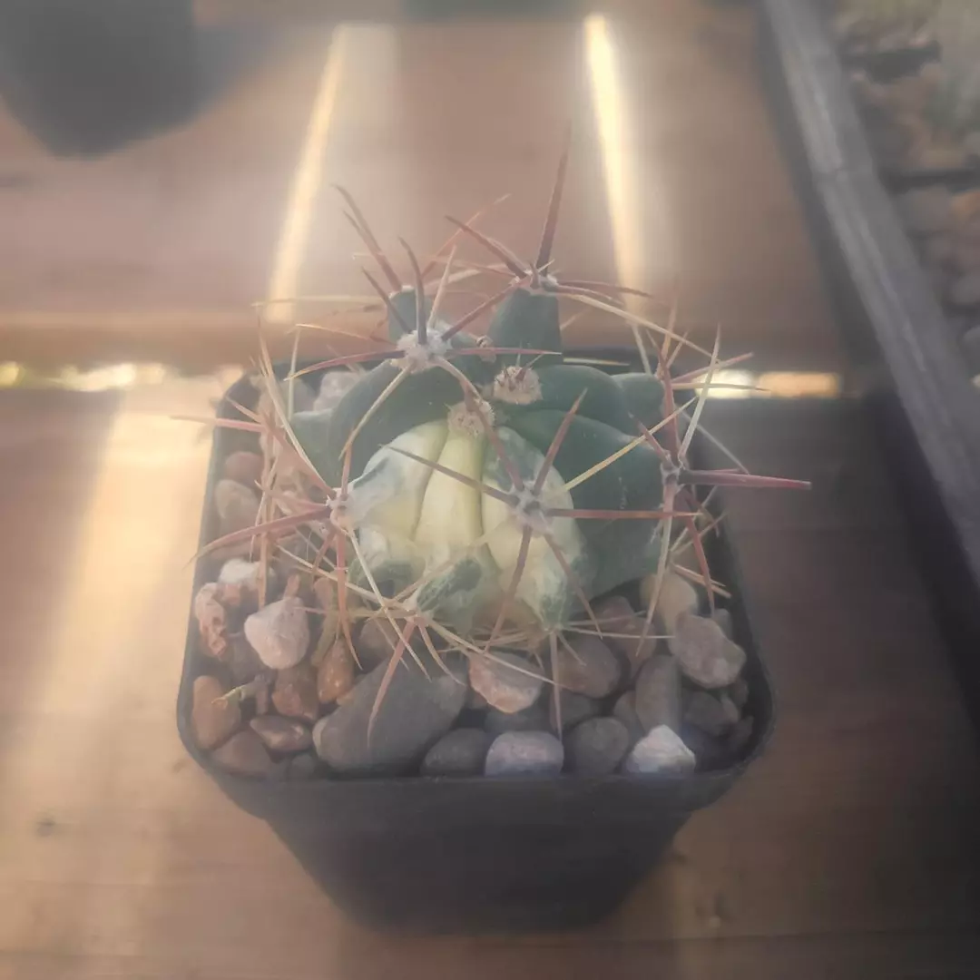 Ferocactus Herrera 'variegated' cactus thumbnail