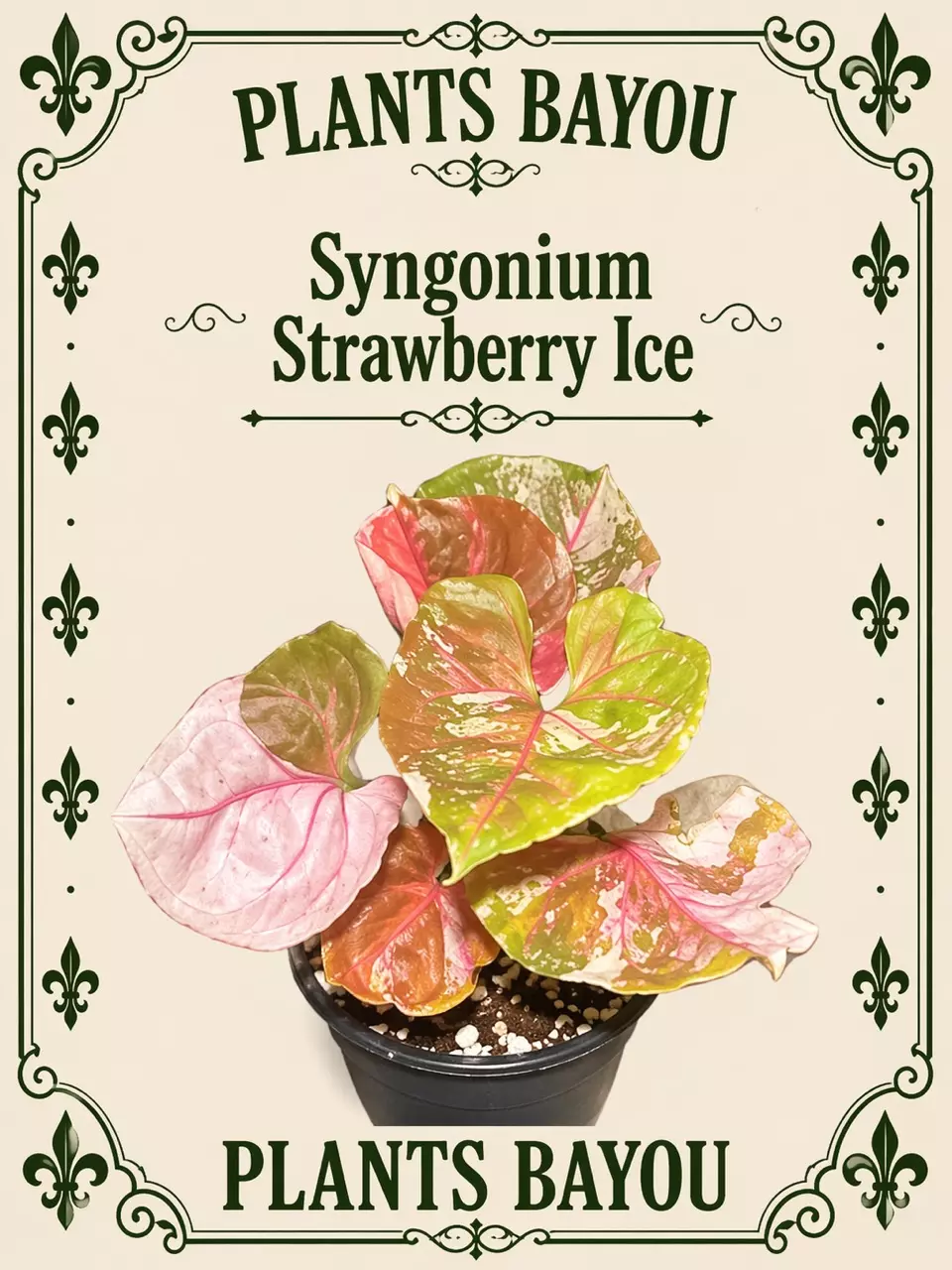 Syngonium Strawberry Ice TC thumbnail
