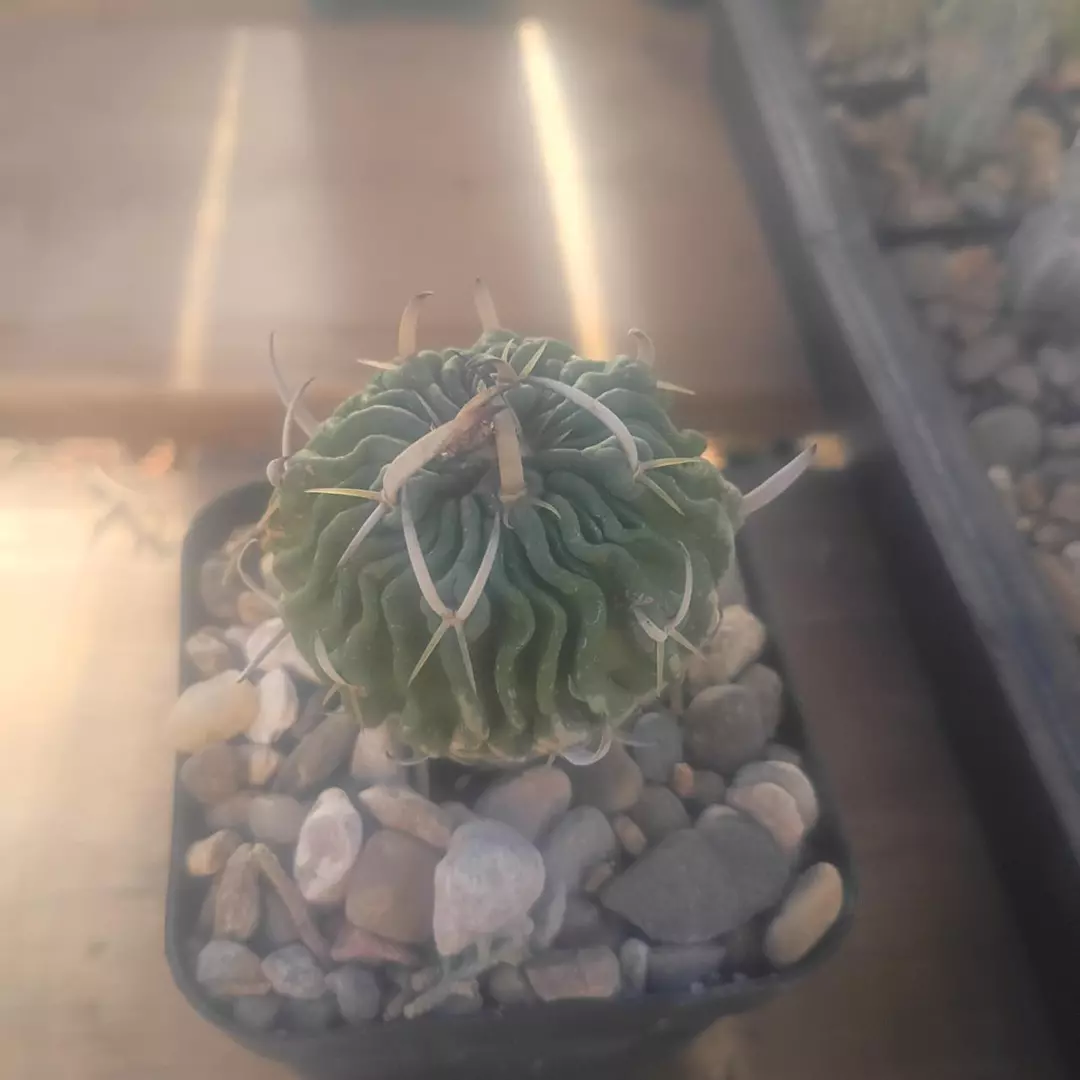 Stenocactus phylacanthus cactus thumbnail